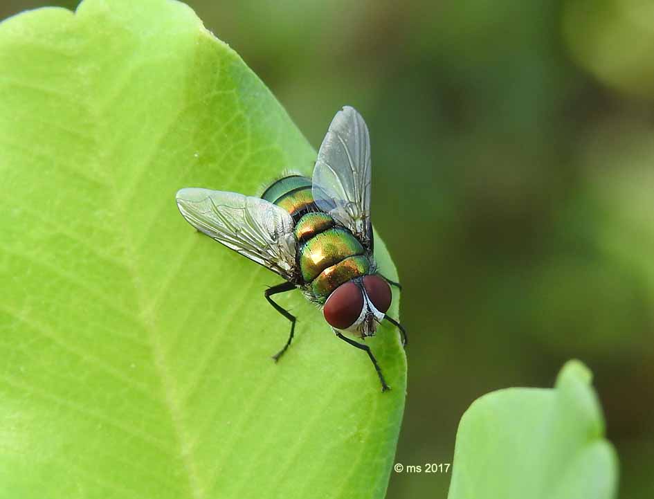 ID Calliphoridae :  maschio di Chrysomya albiceps